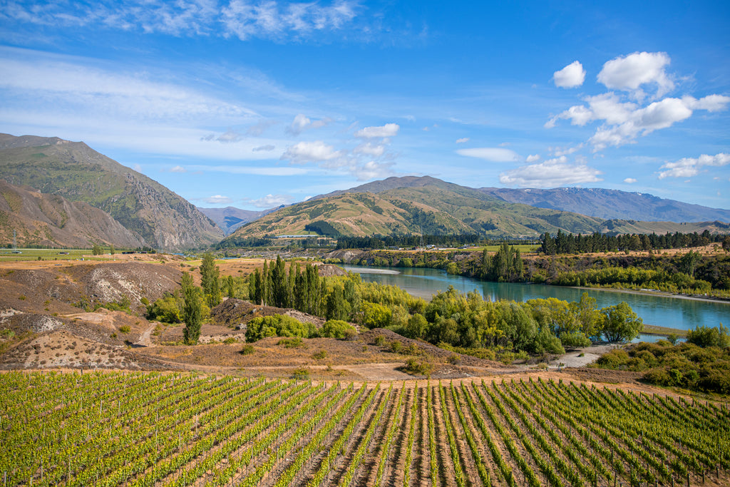 Central Otago Vineyard from NZW